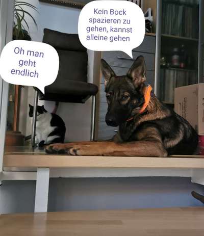 Was denkt mein Hund ?-Beitrag-Bild