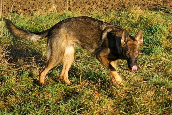 Hunderunde-Beitrag-Bild