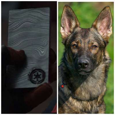 Wie heißt dein Hund?-Beitrag-Bild