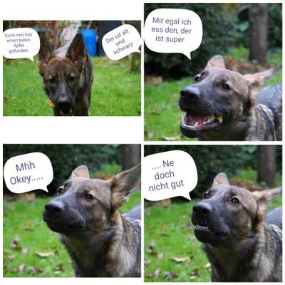 Hier ist der Spaßthread. Zum Schmunzeln und Kaputtlachen-Beitrag-Bild