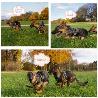 Hier ist der Spaßthread. Zum Schmunzeln und Kaputtlachen-Beitrag-Bild