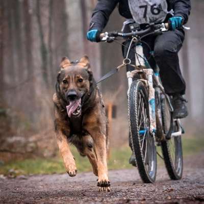 Hundetreffen-Bikejöring-Bild