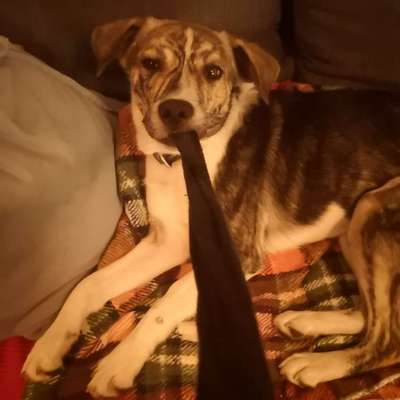 Zeigt her, euer Lieblingsspielzeug-Beitrag-Bild