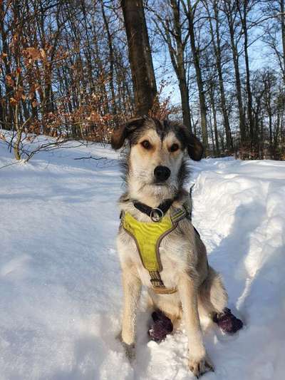 Hundetreffen-Lauf / Spielgefährte gesucht-Bild