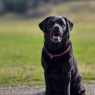 Hundetreffen-SPIELEN, statt TRAINIEREN-Bild