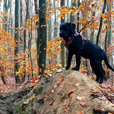 Hundetreffen-Tägliches Gassi morgens Ditzingen Umkreis 5 km-Bild