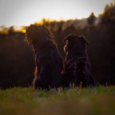 Hundetreffen-Gemeinsames Spazieren-Bild