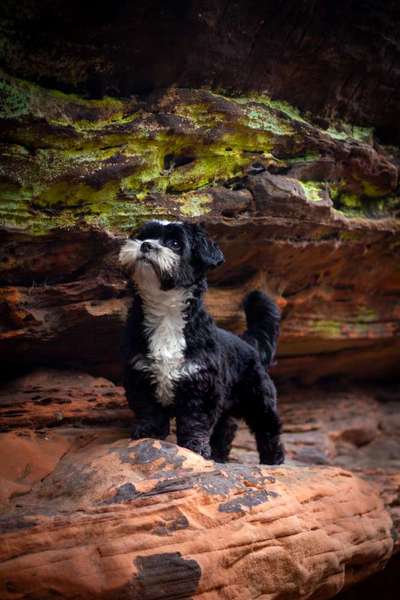 Hundetreffen-Hundefotografie und Spazieren-Bild