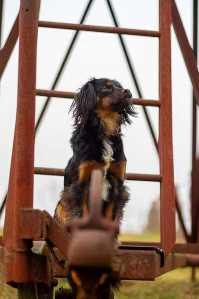 Hundetreffen-Gegenseitige Hundebetreuung-Bild