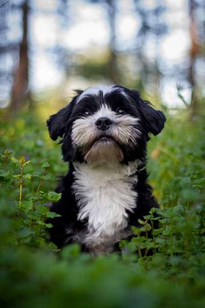 Hundetreffen-Spazieren und Trainieren-Bild