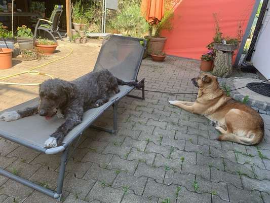 Unsere Fellnasen im Regenbogenland-Beitrag-Bild