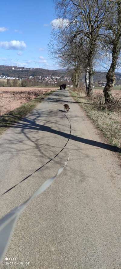 Hundetreffen-Welpentreff HeLi-Bild