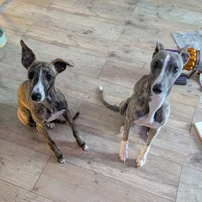 Hundetreffen-Spielpartner gesucht-Bild