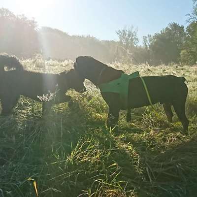 Hundetreffen-Broich und Umgebung Richtung Wiese ehrenfriedhof