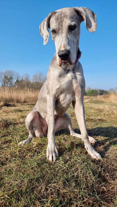 Hunderunde-Beitrag-Bild