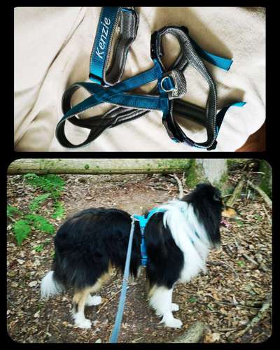 Wie sitzt mein Geschirr?-Beitrag-Bild