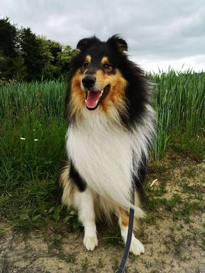 Collies -wo seid ihr?-Beitrag-Bild