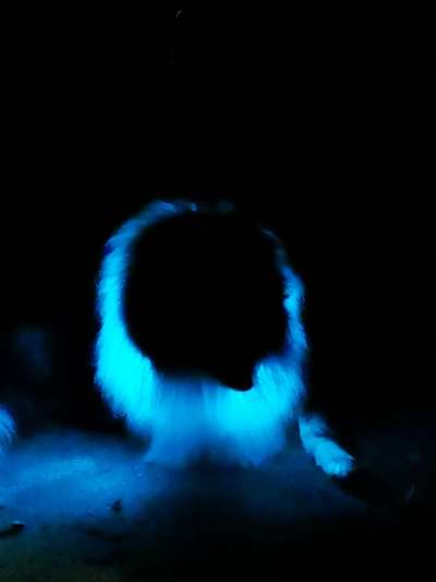 Beleuchtung beim Gassigang-Beitrag-Bild