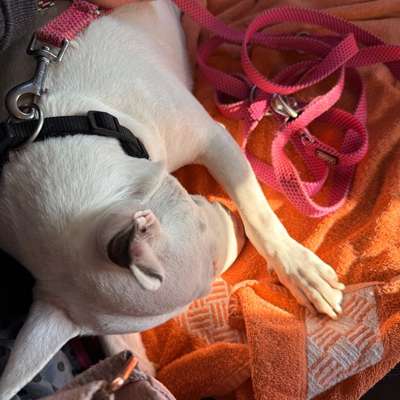 Giftköder-Giftköder /Rattengift-Bild