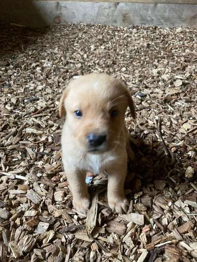 Labradorfans-Beitrag-Bild