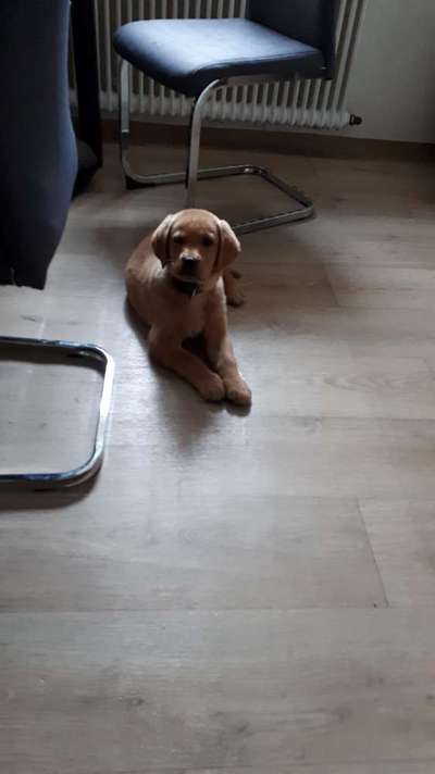 Labradorfans-Beitrag-Bild