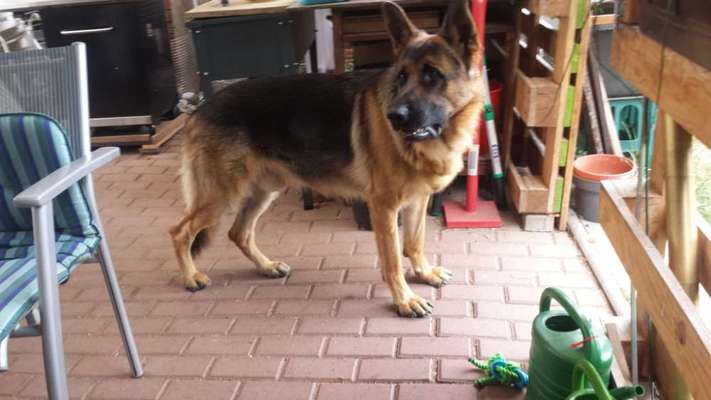 Schäferhund-Beitrag-Bild