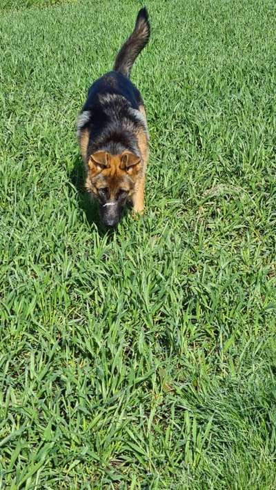 Schäferhund-Beitrag-Bild