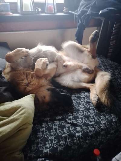 Dogorama Photo Challenge - Zeigt her eure Bäuche-Beitrag-Bild