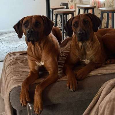 Hundetreffen-Single