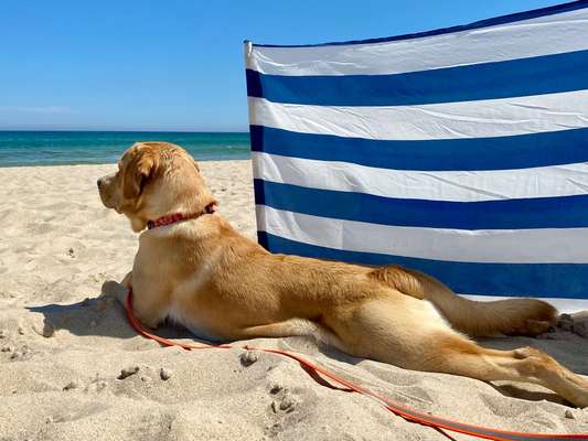 Dogorama Photo Challenge - Hündchen streckt dich-Beitrag-Bild