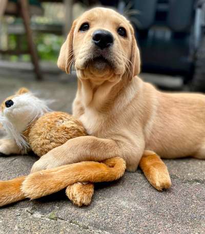 Dogorama Photo Challenge - Hundeblick zum hinschmelzen-Beitrag-Bild