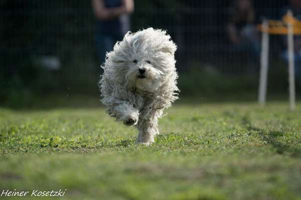 Die Dogorama Monats Challenge "Es grünt und blüht"-Beitrag-Bild