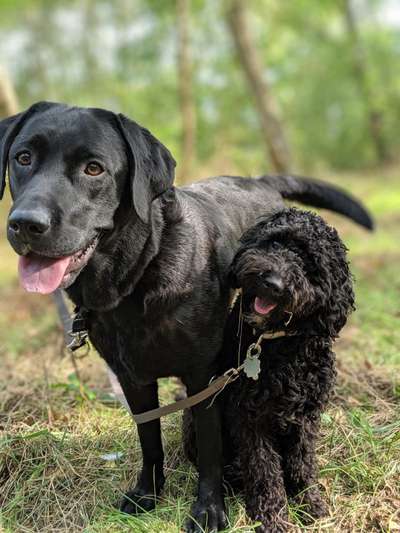Bester Freund, Hundekumpel - zeigt her!-Beitrag-Bild