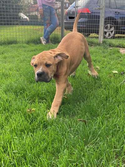 Welpen Bilder !-Beitrag-Bild