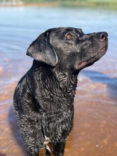 Dogorama-Monats-Challenge-Mai "Wasser"-Beitrag-Bild