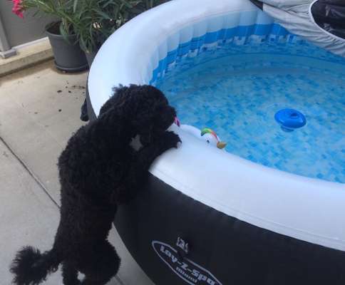 Dogorama-Monats-Challenge-Mai "Wasser"-Beitrag-Bild