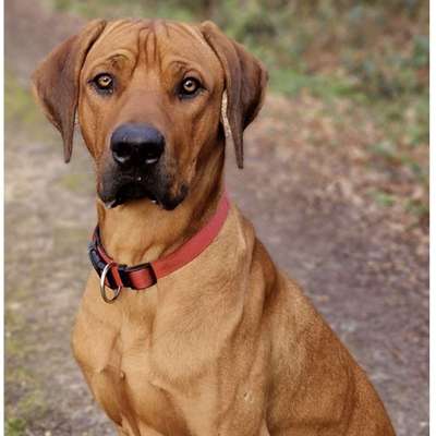 Hundetreffen-Freunde zum Spielen gesucht-Bild