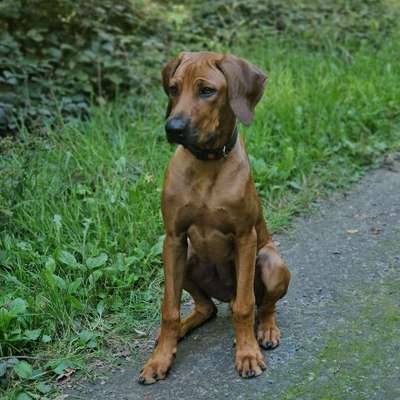 Hundetreffen-Ridgeback Freunde gesucht-Bild