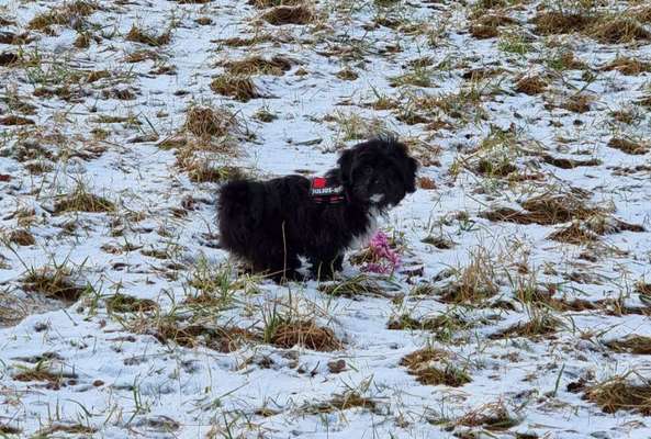 Shih Tzu-Beitrag-Bild
