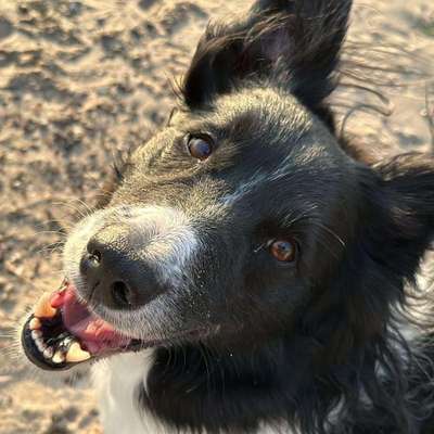 Hundeschulen-Coaching für Mensch und Hund-Bild