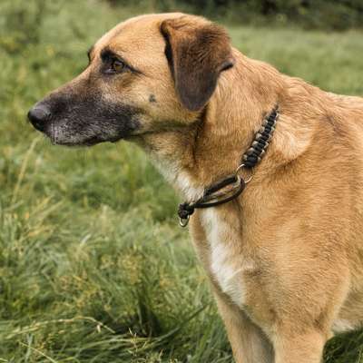 Hundetreffen-Spiel- und Gassi-geh runde.-Bild