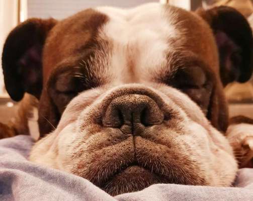 Olde English Bulldogge-Beitrag-Bild