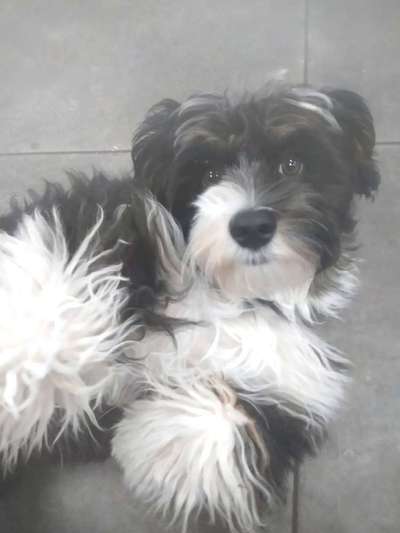 Havaneser-Beitrag-Bild