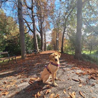 Hundetreffen-Hundekontakt für Neuling in Graz-Bild