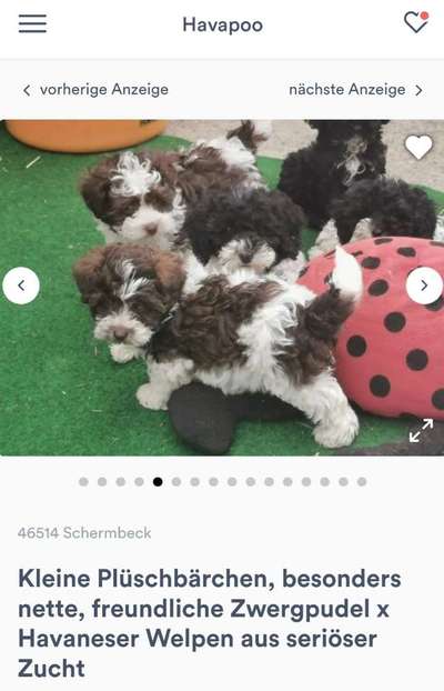 aktuelles Foto Gruppe Geboren am 19.01.2023 in Schermbeck? Pudelmix sucht Geschwister!