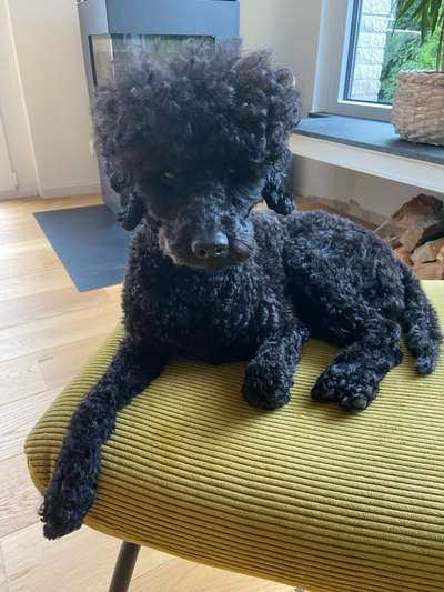 Wie kamst du zu deinem Hund?-Beitrag-Bild