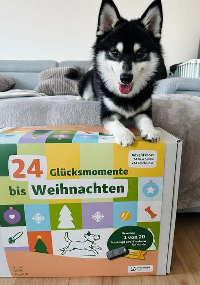 Das erste Weihnachten...-Beitrag-Bild