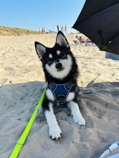 Pomsky-Beitrag-Bild