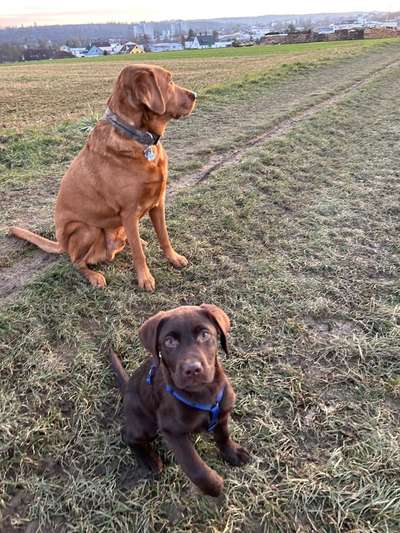 Hundetreffen-Spazieren und toben mit Max & Monty-Bild