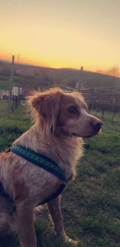 Epagneul Breton-Beitrag-Bild